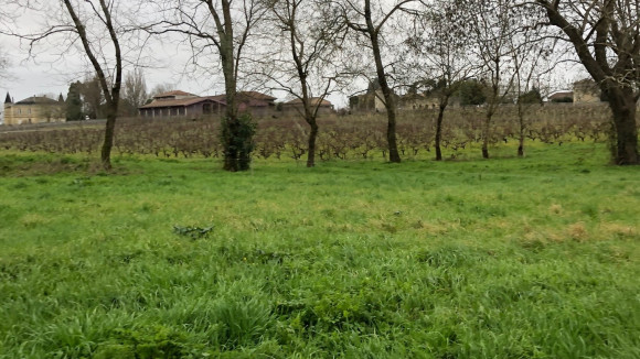 terrain saint seurin de cadourne.jpg